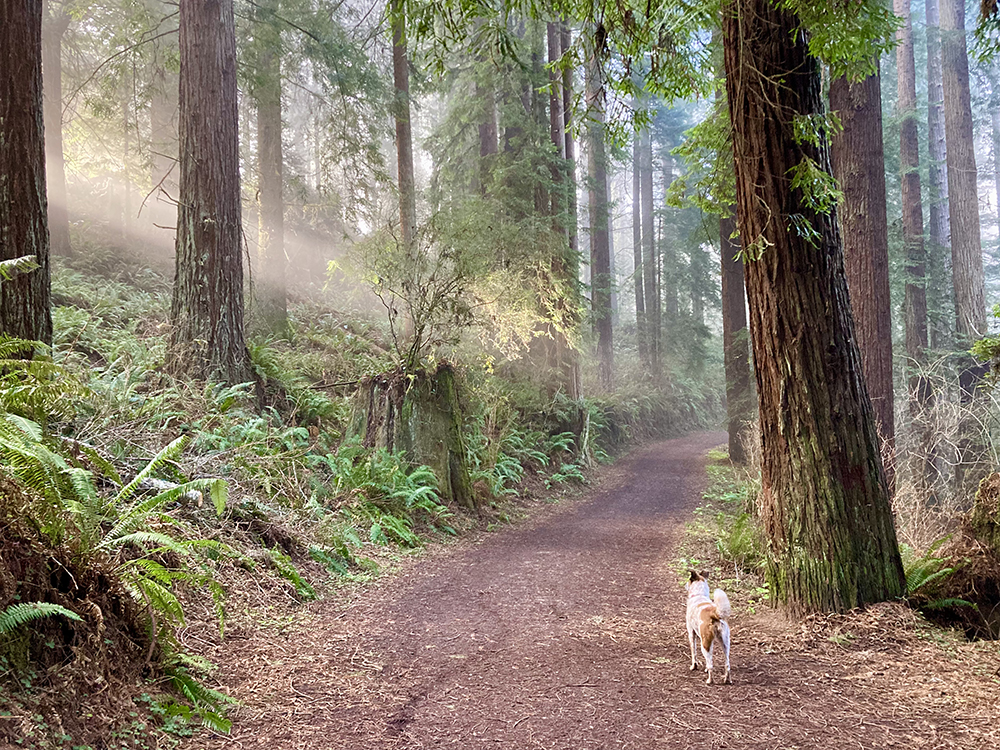 dog of retired hiker explores North Coast forest