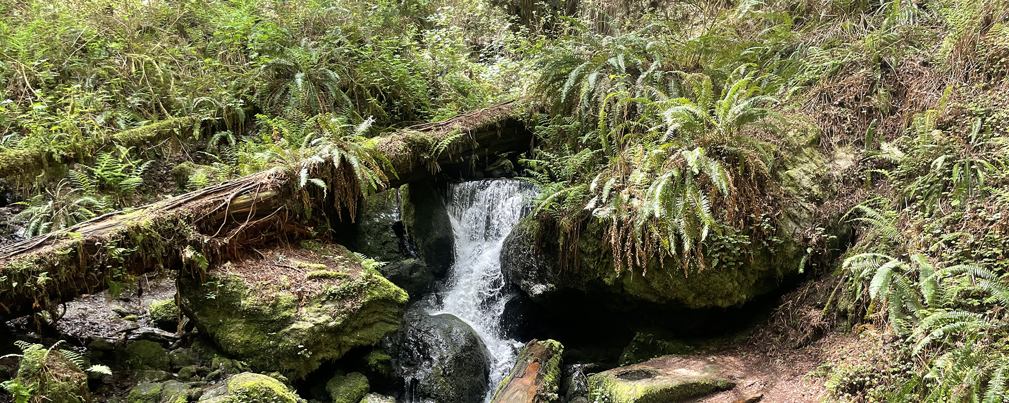 Brook in Humboldt forest